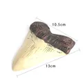 Detail view of a 13cm resin Megalodon shark tooth fossil replica with dimensions. - Beige Dark Brown Distressed Retro Style (B6187)