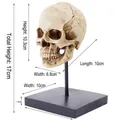 Dimensions détaillées du modèle de crâne humain en résine pour la décoration Halloween. - Modèle de Crâne Humain Simulé (W6146)