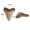 Detailed megalodon shark tooth resin fossil replica with dimensions 14cm by 10.5cm - Tan Beige Gradient Realistic Style (A9135)