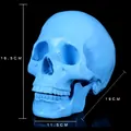 Bright blue resin anatomical human skull model for medical teaching and decor 19cm - Blue