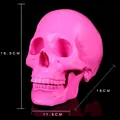 Lifelike hot pink resin human skull model for medical study and gothic home decor - Pink