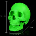 Green resin human skull model for medical teaching with dimensions 16.5x19x11.5cm - Green