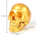 Gold resin human skull model for anatomy study or home decoration with dimensions. - Gold