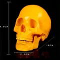 Decorative yellow resin human skull model for Halloween bar display 19cm length - Yellow