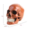 Detailed 1:1 scale resin human skull model with 19cm height and realistic bone texture - Realistic Reddish Brown Skull (A103) / Red Brown