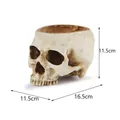 Detailed view of resin skull prop showing dimensions 16.5 x 11.5 x 11.5 cm for decor - Realistic Skull Style (H131) / 16.5x11.5x11.5cm / H131