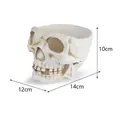 Resin skull flower pot showing detailed dimensions of 14cm length and 10cm height. - Distressed Bone White Cracked Skull (H8188) / 14x12x10cm / H8188