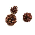 Detailed macro view of three natural brown pine cones for DIY crafts and Christmas decor - Chinese Pine 4-5cm/Piece