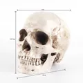 Realistic 1:1 life-size resin human skull model with dimensions 19cm x 13cm x 14.5cm - Realistic Creamy White Skull (A102) / Off White