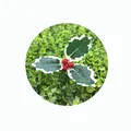 Macro view of artificial Christmas holly leaves with vibrant red berries for DIY crafts - Three-Headed Cherry With Leaves / 3pcs