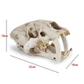 Realistic resin saber-toothed tiger skull model with detailed dimension markings - Saber-Toothed Tiger Skull (139) / 32x18.5x18cm