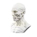 Detailed anatomical human muscle bust model in white resin for medical and art study - Head Neck Anatomy Model (B128) / White