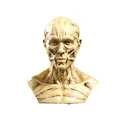 Close-up of anatomical human muscle bust model for medical teaching and art sketch. - Head Neck Anatomy Model (B129) / Creamy Yellow