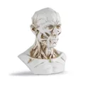 Side view detail of resin human head and neck muscle anatomy model for medical teaching - Head Neck Anatomy Model (B130)