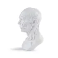 Detailed white resin human head anatomy model for medical teaching and art sketching - Head Neck Anatomy Model (B140)