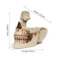 Detailed view of resin skull eyeglass holder with dimensions showing 13cm height - Beige (T273)