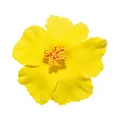 Accessoire de cheveux en fleur d'hibiscus artificielle jaune vif pour fête de plage - Avec pince / Jaune