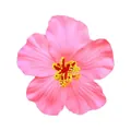 Pince à cheveux fleur d'hibiscus rose artificielle pour les fêtes de plage à Hawaï - Avec pince / Rose