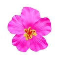 Pince à cheveux fleur d'hibiscus hawaïenne rose vif pour les fêtes de plage et mariages. - Avec pince / Rose rouge