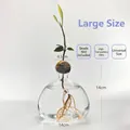 Detailed view of the clear avocado hydroponic vase with dimensions 14cm by 14cm. - Large Avocado Vase