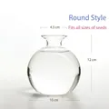 Round avocado hydroponic glass vase for seed growing, 12cm height, clear glass design - Round Avocado Vase