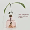 Elegant pink glass hydroponic vase designed for avocado seed cultivation, large size - Pink Avocado Vase (Large)