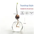 Clear glass avocado seed water propagation vase, bulbous shape, 12cm height - Water-Drop Avocado Vase