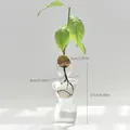 Clear glass body-shaped vase for avocado seed hydroponics, 17cm tall minimalist design - Torso Body Avocado Vase