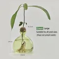 Elegant green glass avocado hydroponic vase with detailed size specifications - Green Avocado Vase (Large)