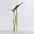 Nordische minimalistische transparente Glasvase mit Blasentextur für Hydrokulturen - Stil B Kleine Punkte / Ohne Pflanze