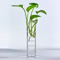 Minimalistische transparente gerippte Glasvase perfekt für Hydrokulturpflanzen - Stil C Bambusknoten / Ohne Pflanze