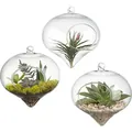 Κοντινό πλάνο τριών κρεμαστών γυάλινων terrarium με διάφορα παχύφυτα - Στυλ Καρδιά Σταγόνα Νερού (hp72) / 12x8cm