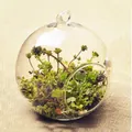 Clear 8cm hanging glass sphere vase for succulent terrariums on burlap background. - 80mm Ball Vase Only (Without Plants)