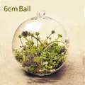 6cm diameter hanging glass terrarium sphere for micro landscapes and succulents - 60mm Ball Vase Only (Without Plants)