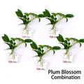 Set of 5 plum blossom shaped transparent glass hanging vases for water plants - Plum Blossom Shape Combo / 5 Pieces/Pack