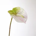 Small white artificial anthurium flower simulation plant for home decor variant view. - S / White
