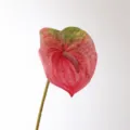 Fiore di anthurium finto piccolo rosa scuro pianta artificiale per decorazione 1pz - Taglia S / rosa scuro