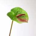 Small Dark Green Artificial Anthurium Flower Faux Plant for Home Hotel Decor SKU - S / Dark Green