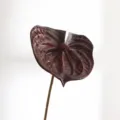 Fiore di Anturio Artificiale Piccola Taglia Nero Rosso Finta Pianta Decorativa per la Casa - Taglia S / Nero rosso