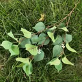 Artificial Bodhi leaves branch green plant decoration for home wedding party wall decor - Grey Green