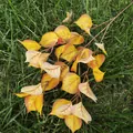 Artificial bodhi leaves autumn leaf branch fake plant for home wedding wall decor 1pcs - Orange