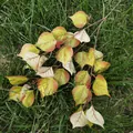 Artificial Bodhi leaves branch with gradient colors and red berries for home plant decor. - Green