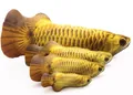 Vista dettagliata del peluche arowana dorato, stampa realistica delle scaglie, gioco per gatti. - Taglia piccola circa 20 cm (senza confezione) / Arowana Dorato