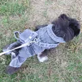 Back view of a dog wearing denim overalls with integrated small backpack and leash ring - XS / Hand-Brushed Denim Backpack Style / Black