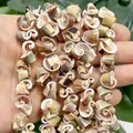 Detailed close-up of natural spiral conch shell beads for DIY jewelry making - 10mm / Dark Green Red Mouth Conch