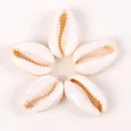 Cinque conchiglie di ciprea naturali lucidate a stella per la creazione di gioielli - Bianco