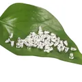 Hochwertige silberne Ohrmutter-Stecker auf einem grünen Blatt für individuelle DIY-Schmuckstücke - S / Silber