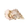Ornamento a conchiglia in cristallo ambrato decorativo con trama realistica per casa - 29.5x58mm / Champagne