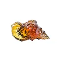 Bellissimo ornamento a conchiglia in cristallo ambrato con trama a spirale realistica - 29.5x58mm / Ambra