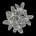 Close-up of delicate white embroidered lace patch with transparent hollowed out texture. - 9# (White Clustered Flowers)